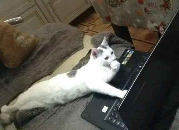 고양이 원본 099