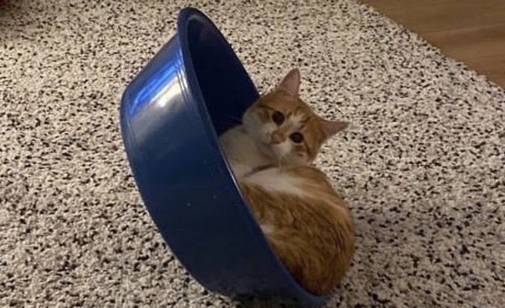 고양이 원본 450