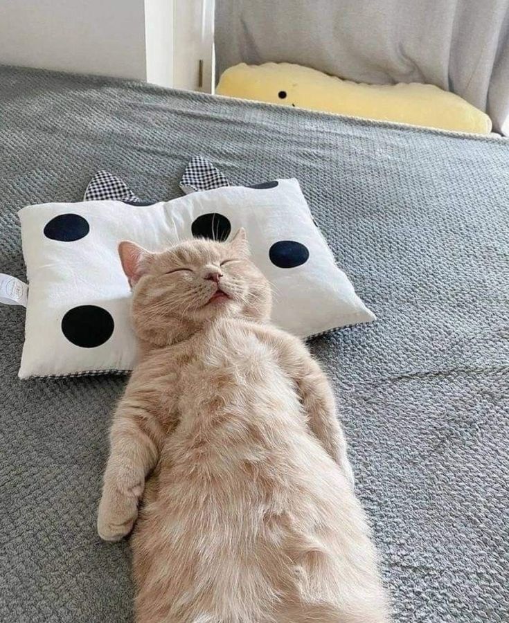 고양이 원본 389