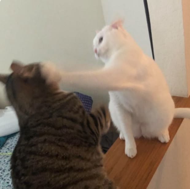 고양이 원본 363