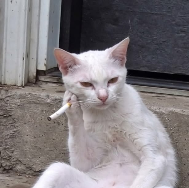 고양이 원본 182