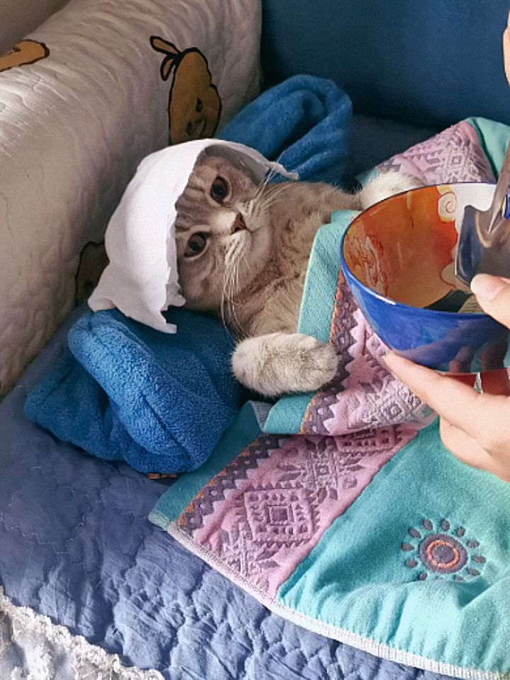 고양이 원본 555