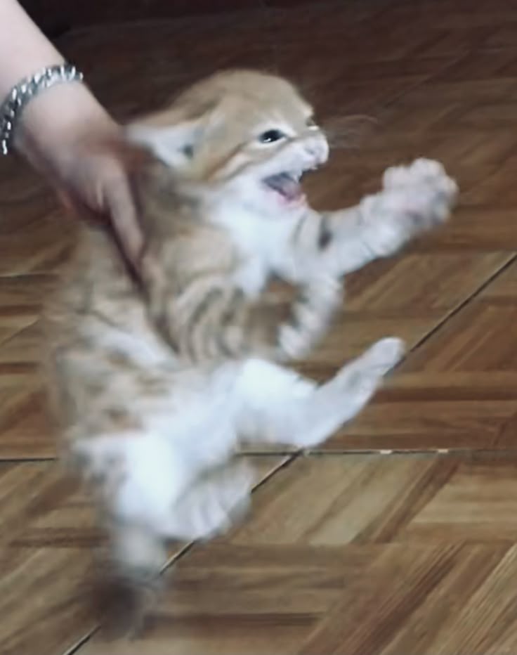 고양이 원본 280