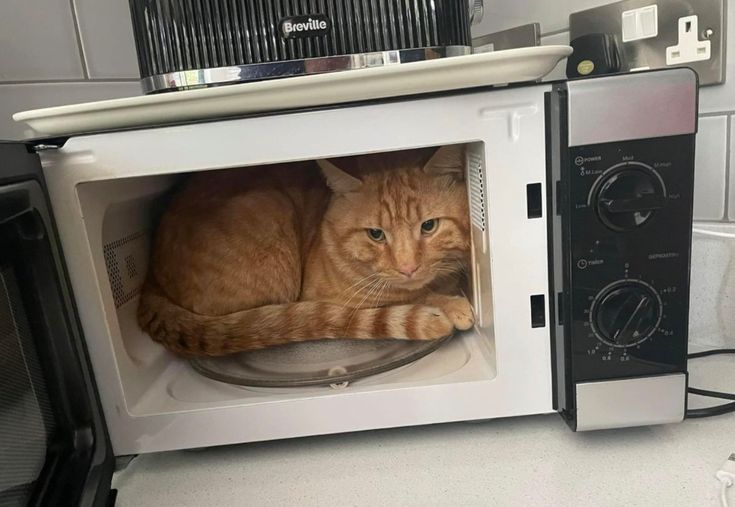 고양이 원본 683