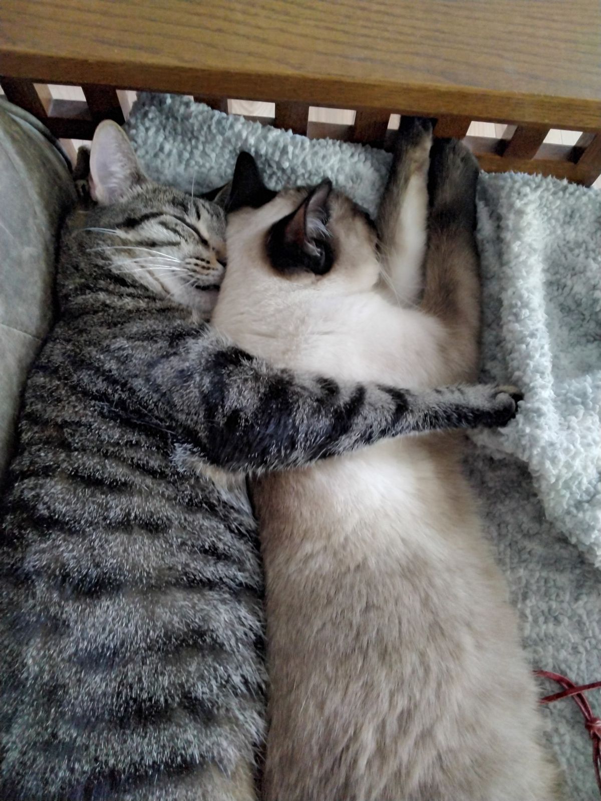 고양이 원본 549