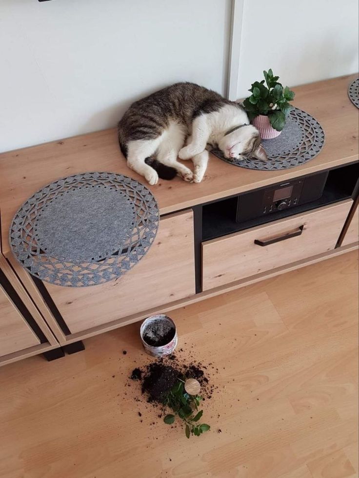 고양이 원본 688