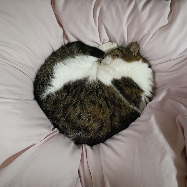 고양이 원본 033