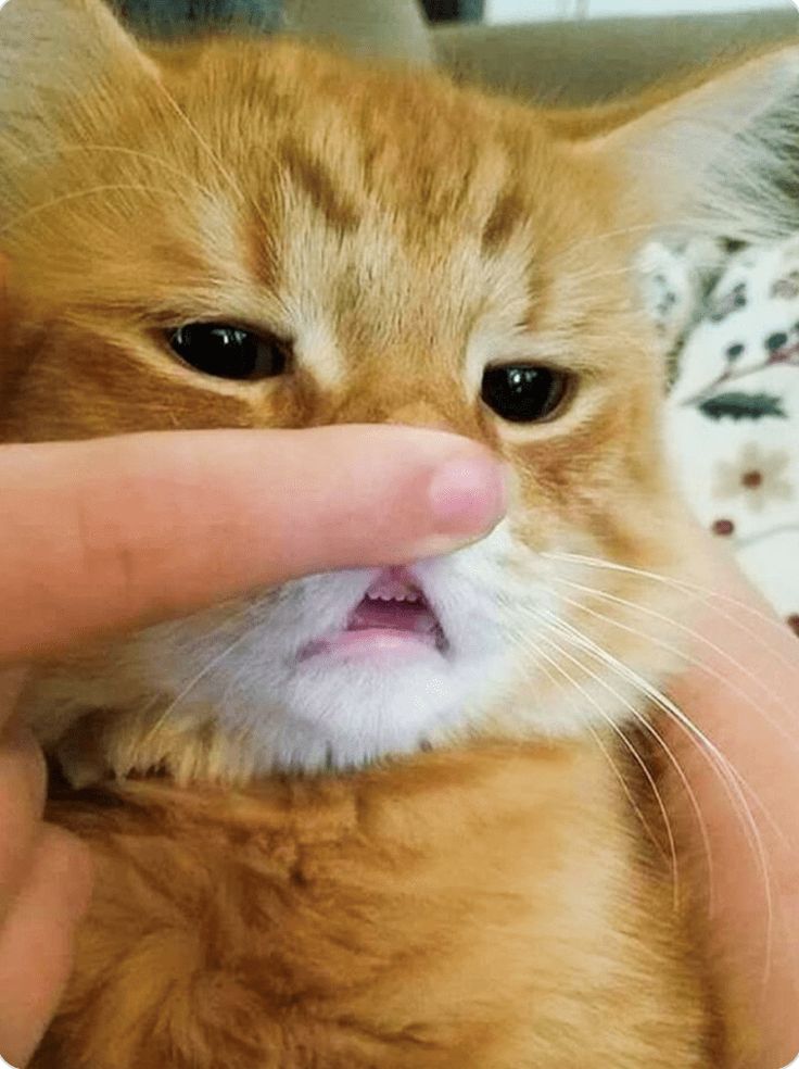 고양이 원본 311