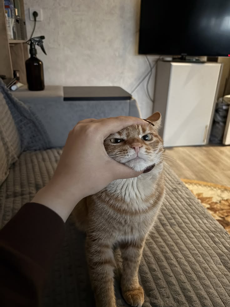 고양이 원본 094