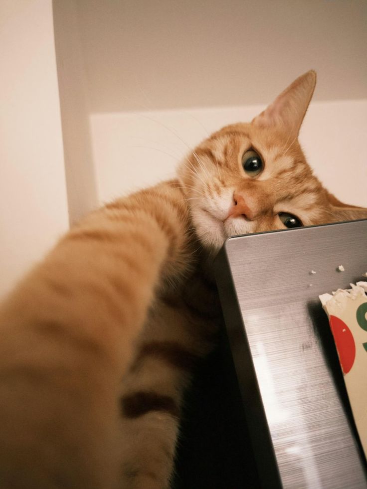 고양이 원본 312
