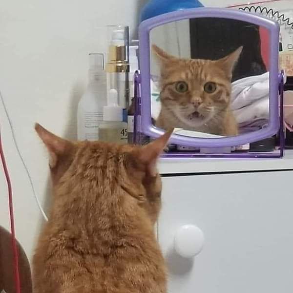 고양이 원본 086