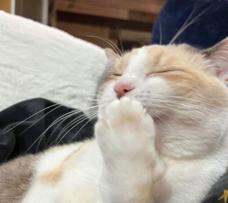 고양이 원본 223