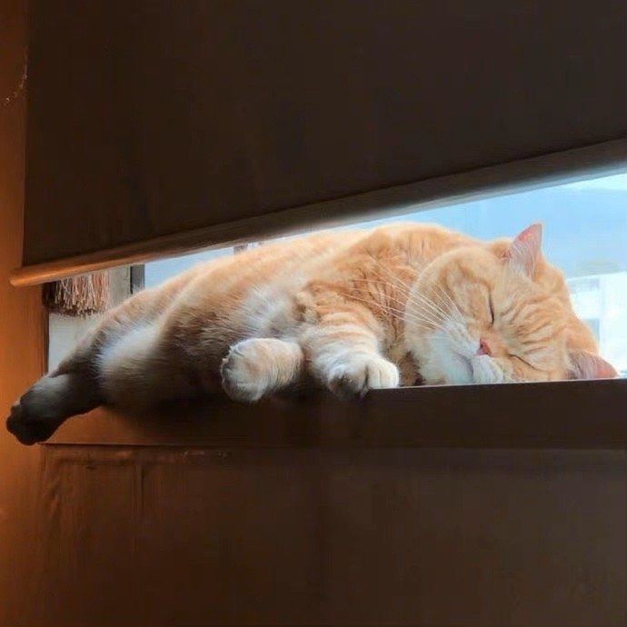 고양이 원본 359
