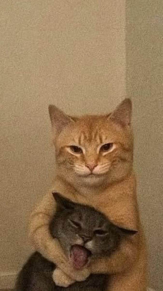고양이 원본 504