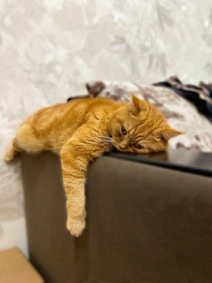 고양이 원본 329