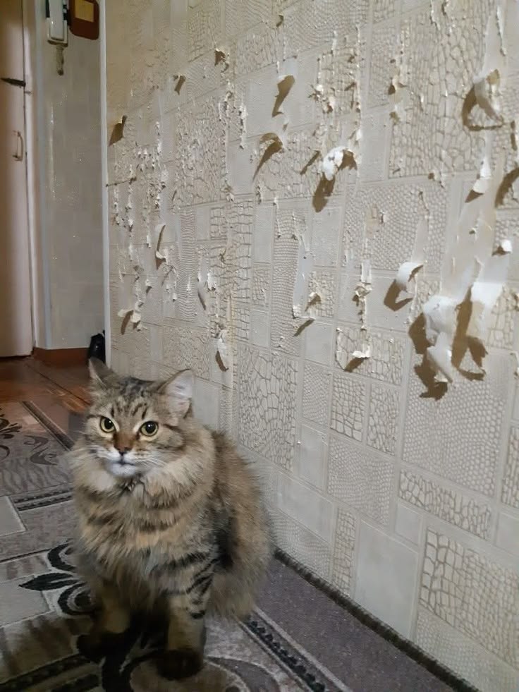 고양이 원본 696