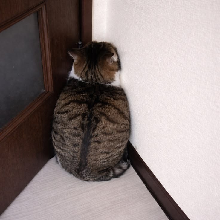 고양이 원본 413