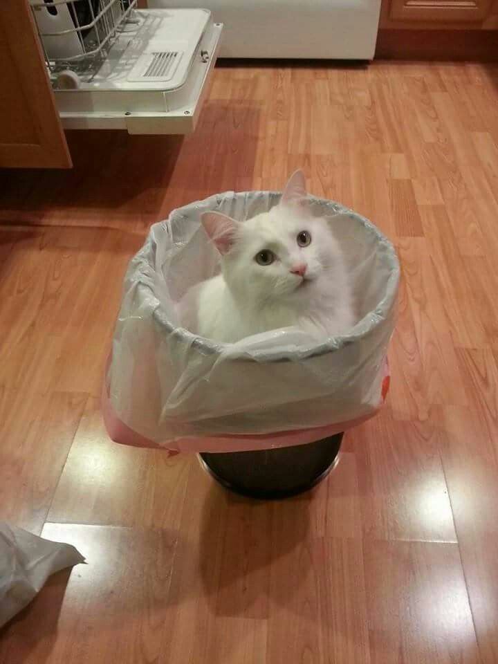 고양이 원본 452