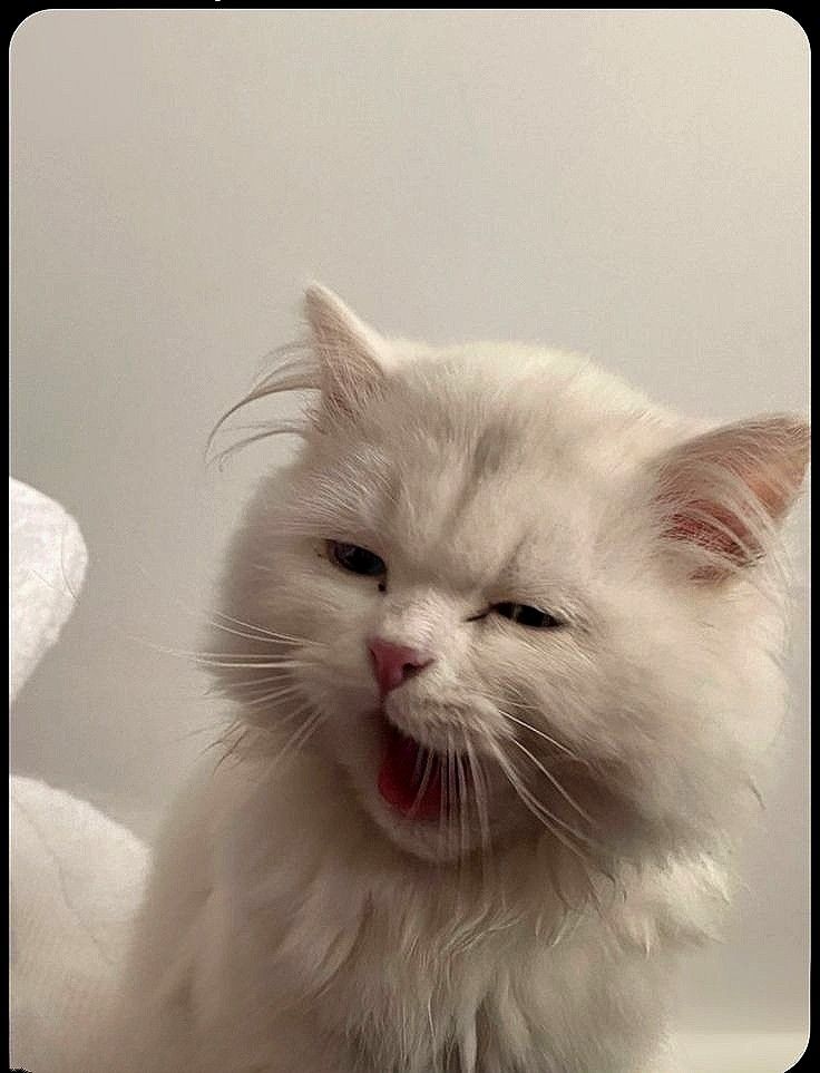 고양이 원본 689
