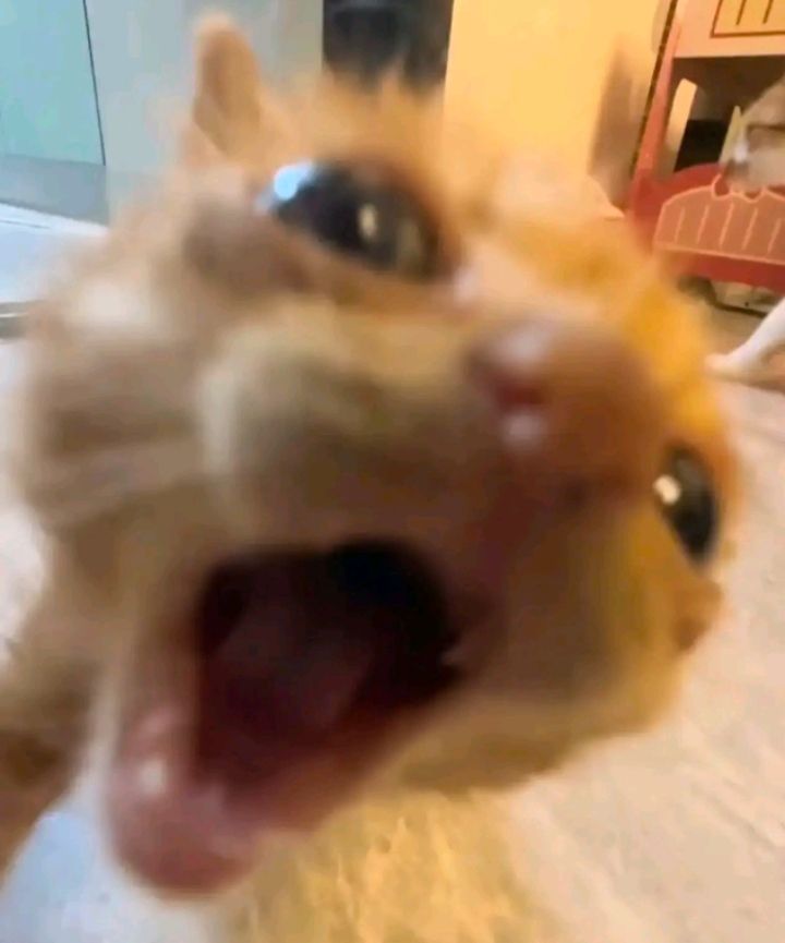 고양이 원본 243