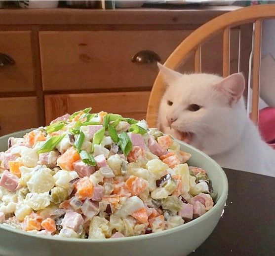 고양이 원본 174