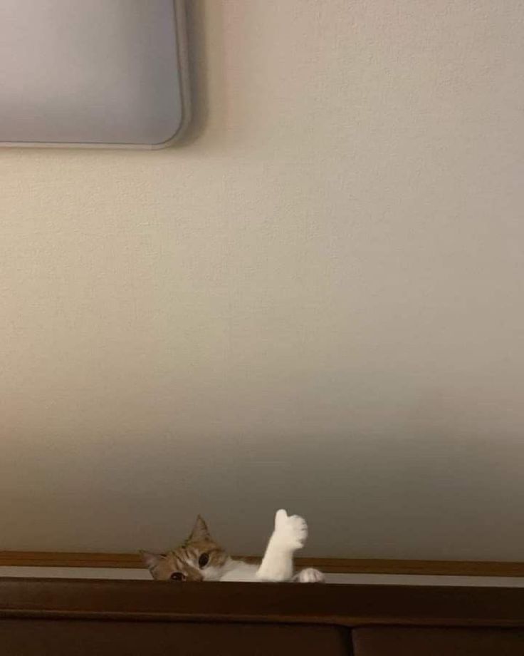 고양이 원본 475