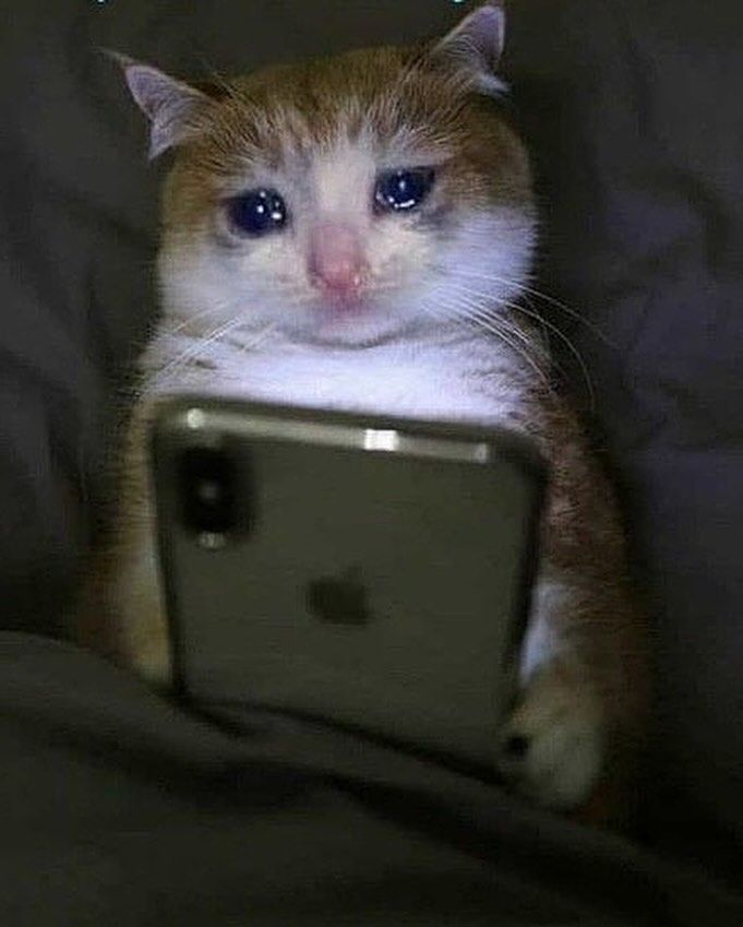 고양이 원본 213