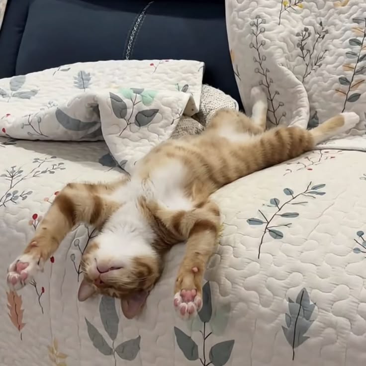 고양이 원본 279