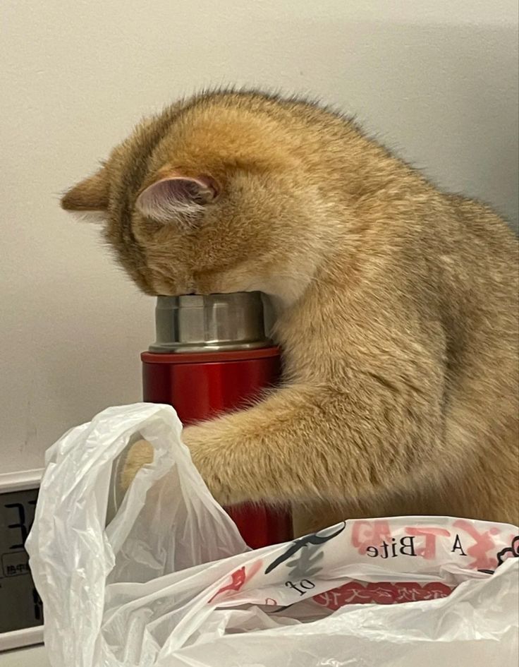 고양이 원본 302