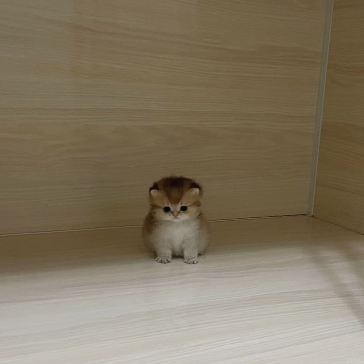 고양이 원본 645