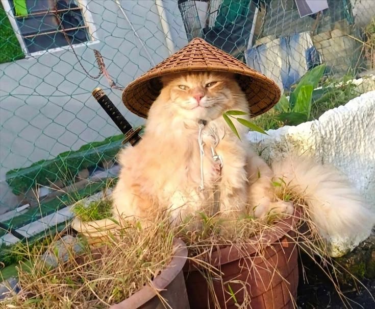 고양이 원본 109