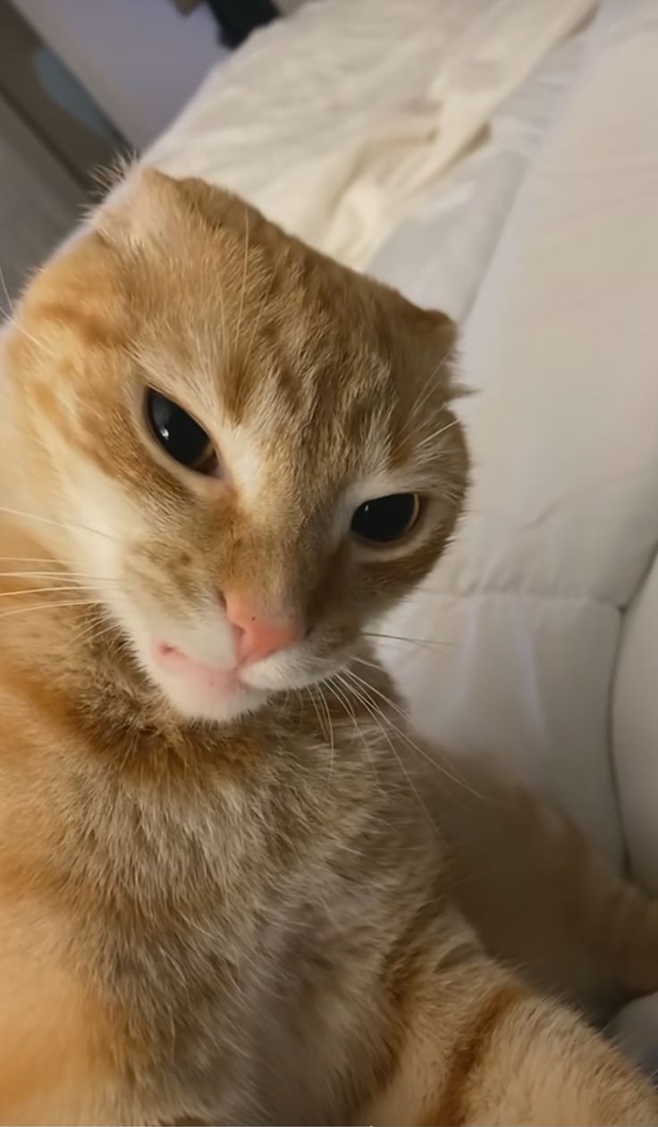 고양이 원본 695