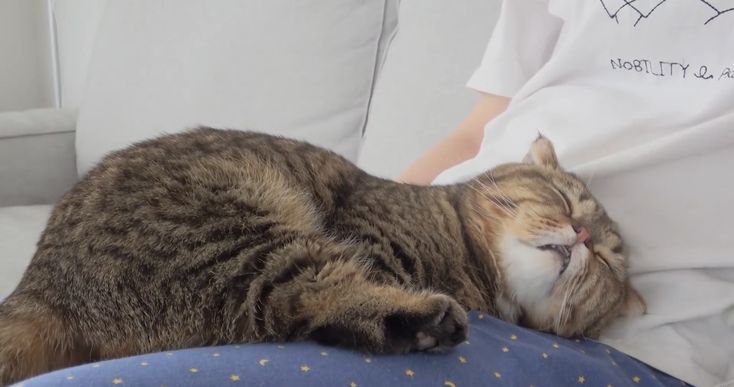 고양이 원본 061