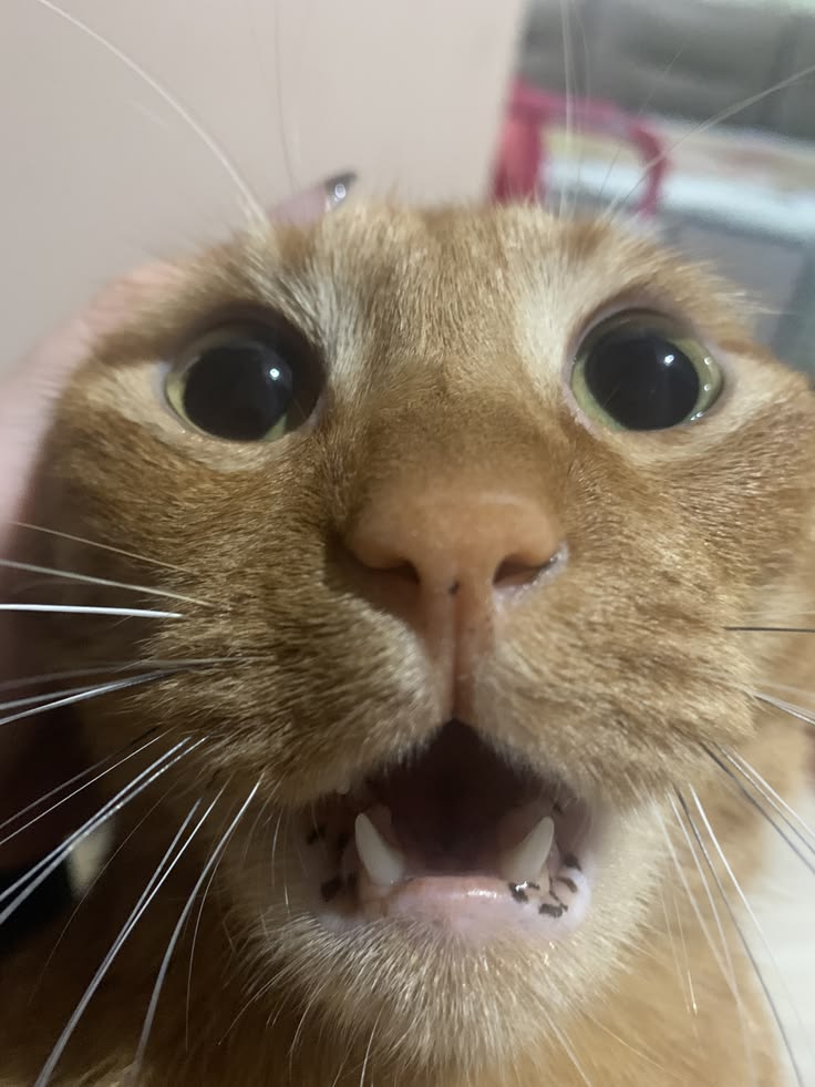 고양이 원본 649