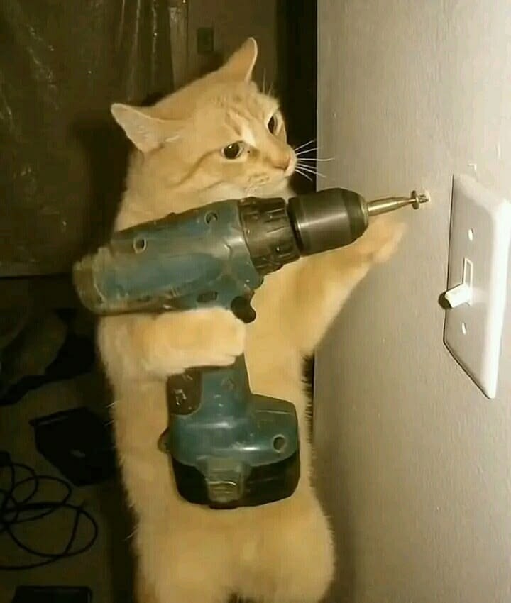 고양이 원본 025