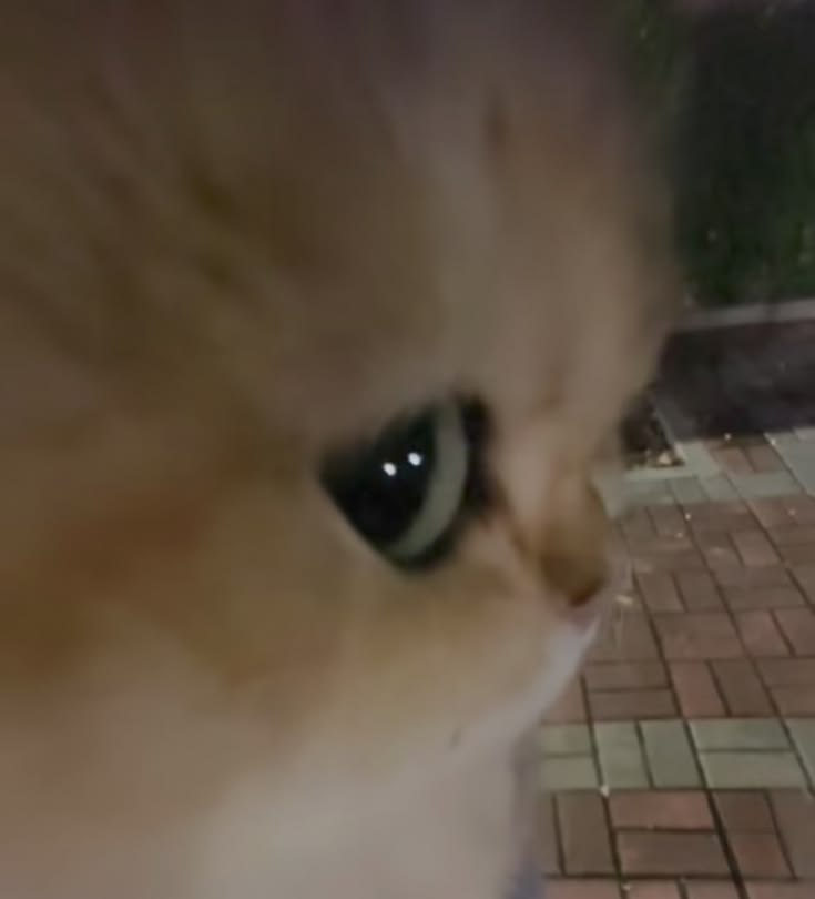 고양이 원본 468