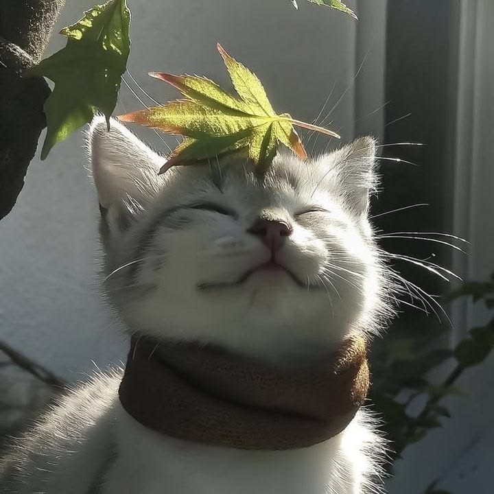 고양이 원본 331
