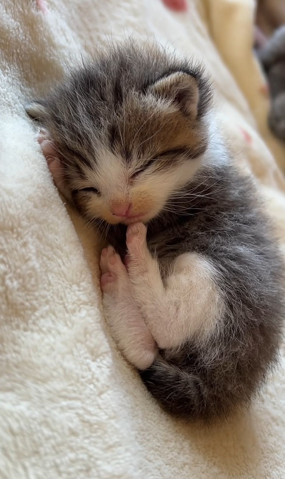 고양이 원본 577
