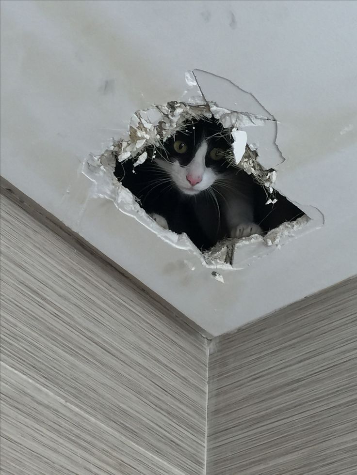 고양이 원본 178