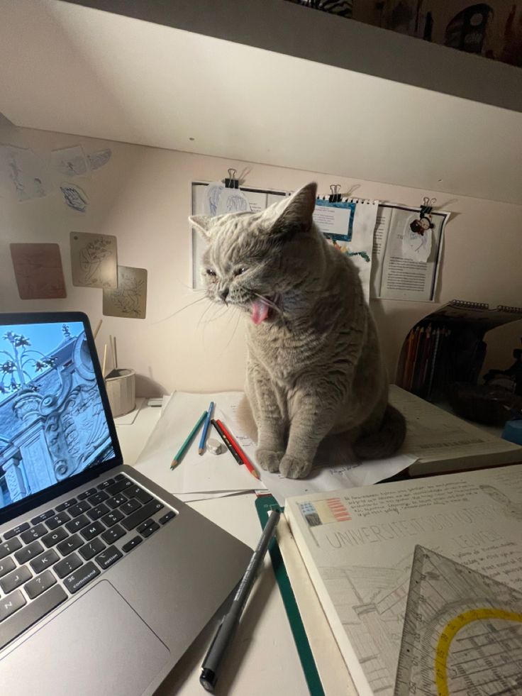 고양이 원본 447