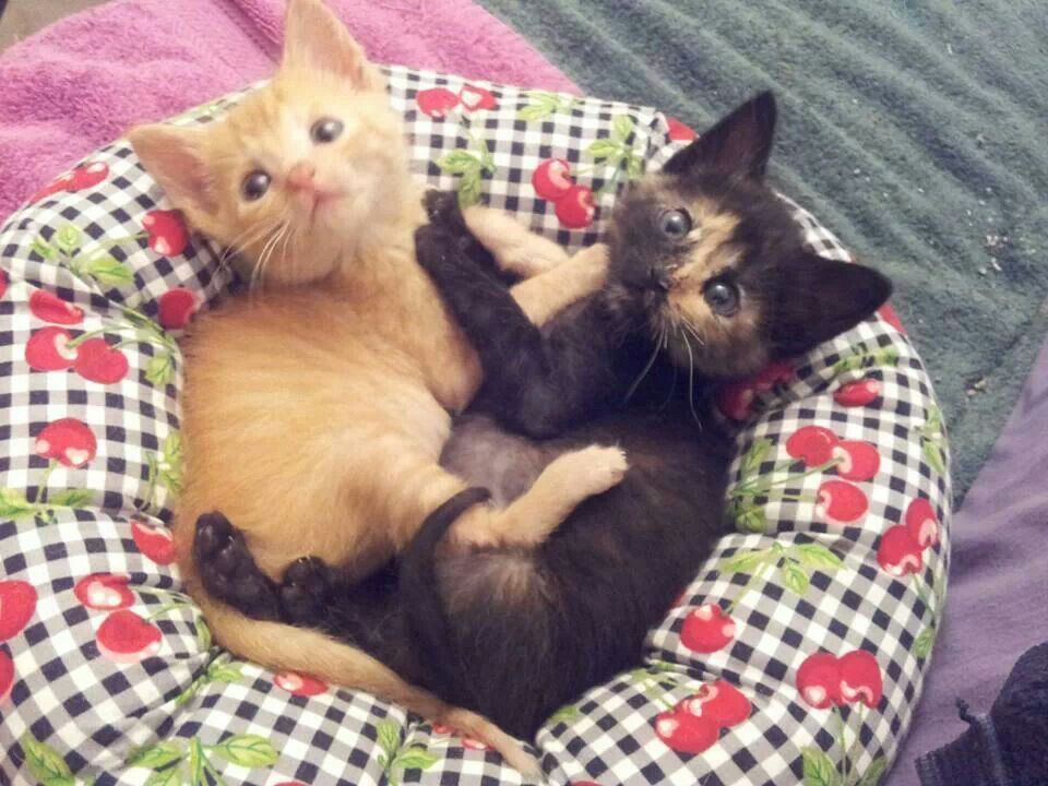 고양이 원본 550