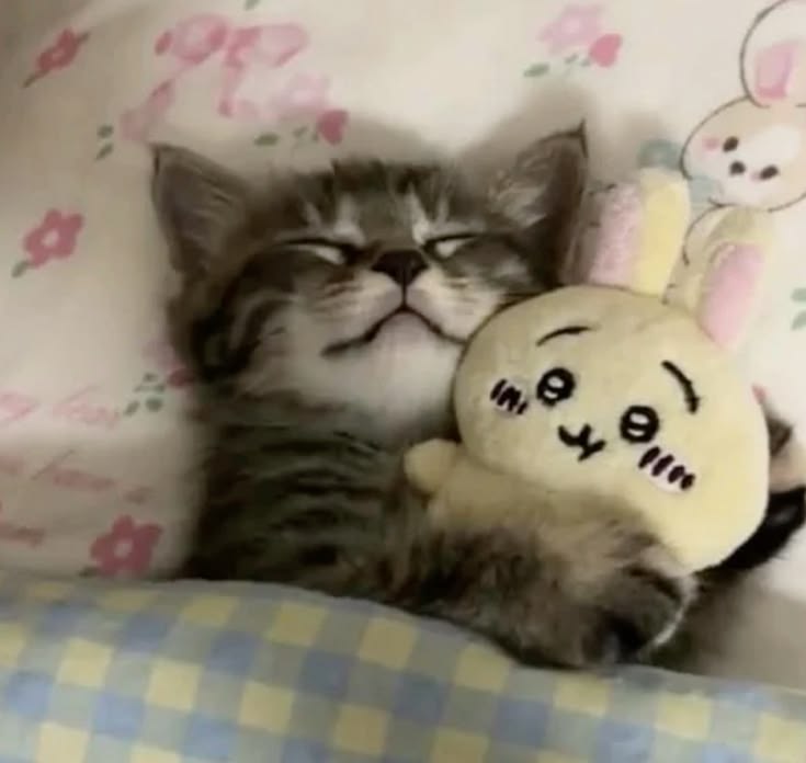 고양이 원본 339