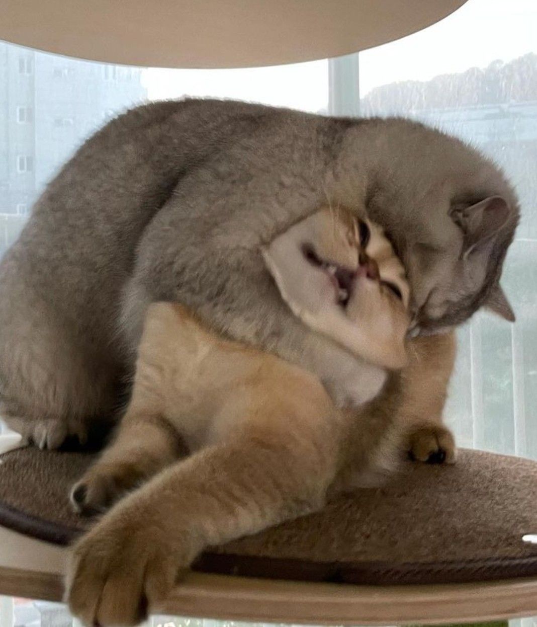 고양이 원본 513
