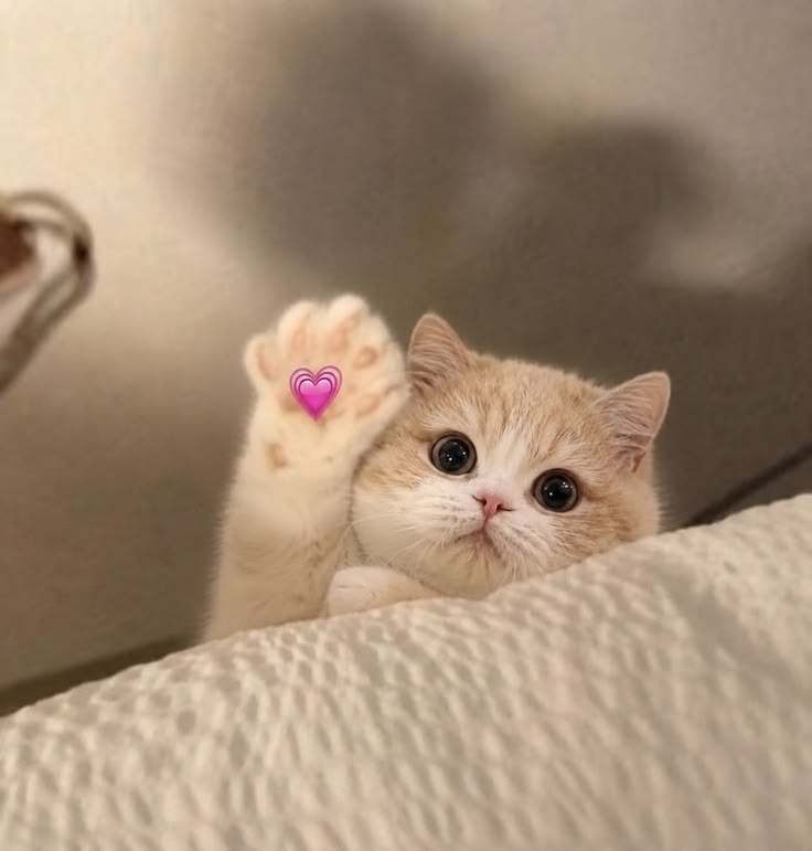 고양이 원본 700