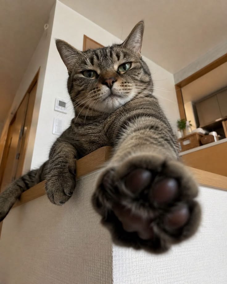 고양이 원본 523