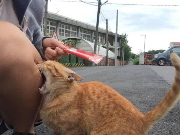 고양이 원본 155