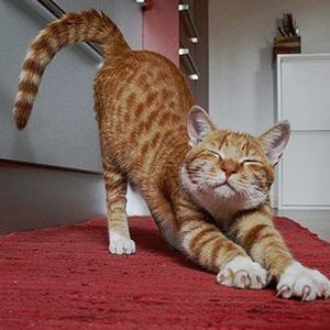 고양이 원본 085