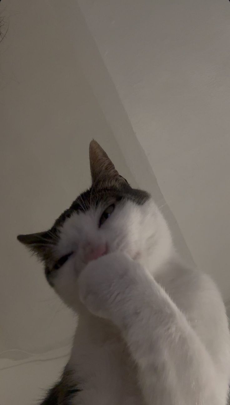 고양이 원본 663