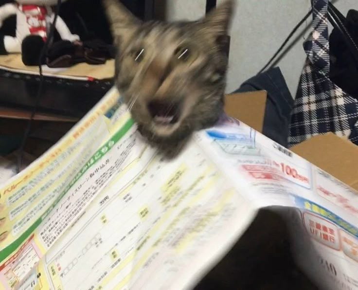 고양이 원본 101