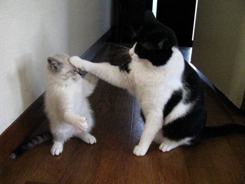 고양이 원본 621